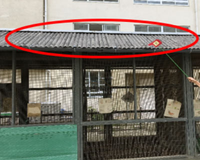 別府小　うさぎ小屋