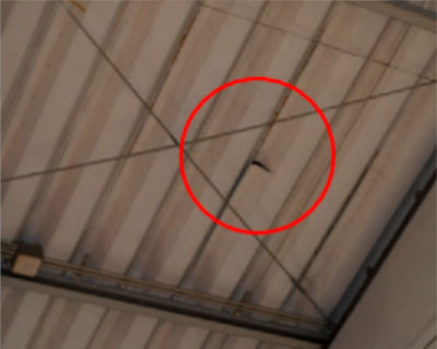 城西中 体育館天井