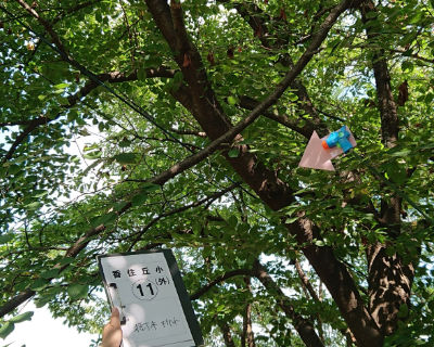 香住丘小学校　体育館横　樹木折れ