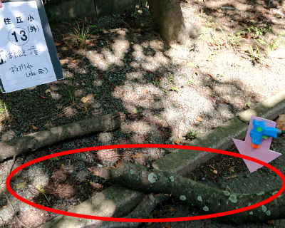 香住丘小学校　体育館　横