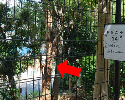 香住丘小学校　体育館裏　斜面