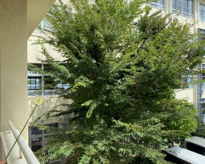 西福岡中学校　北校舎側　植栽