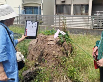 吉塚小学校・切り株