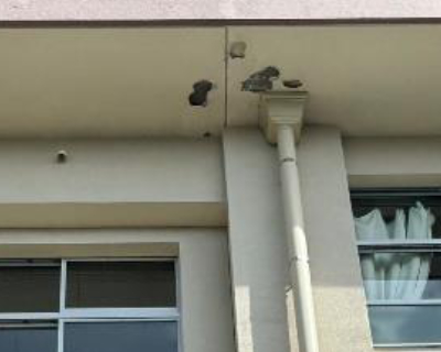 友泉中学校・職員室上の軒天