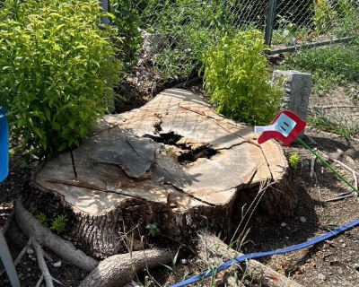 友泉中学校・駐輪場わきの木