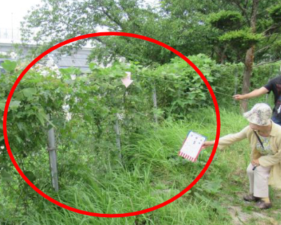 花畑中・北側フェンス