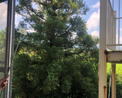 脇山小・校長室前 杉の木（防風林）