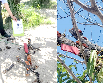 老司小学校・運動場登り棒横